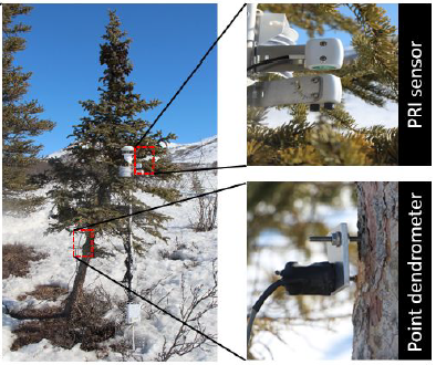 Field-stop photochemical reflectance index (PRI) sensor and point dendrometer. 