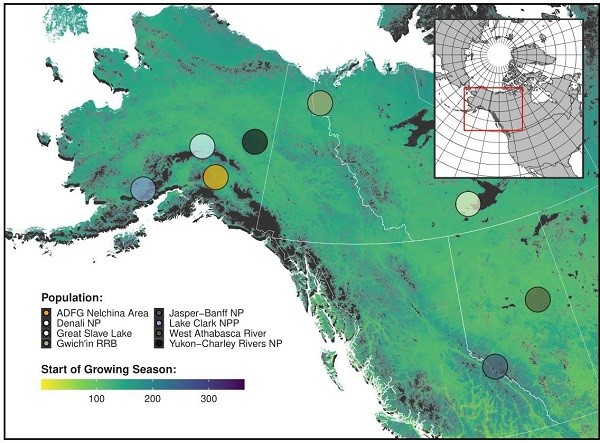 Spatial distribution of eight wolf study populations used in an assessment of denning phenology in response to climate signals from 2000-2017