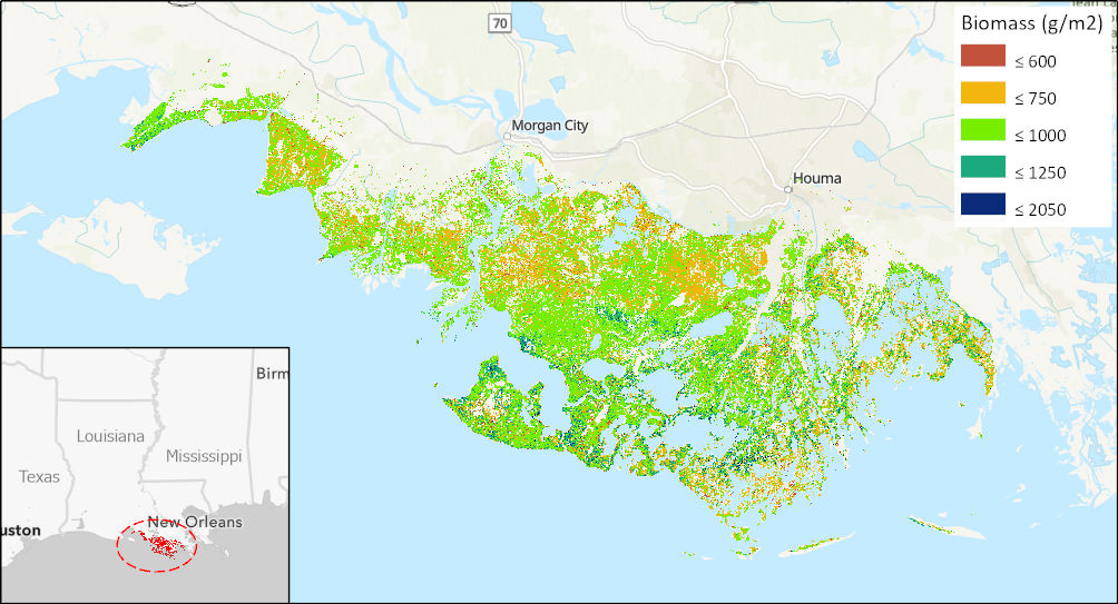 The largest present-day amount of tidal vegetation biomass were found across the Terrebonne and St. Mary Parishes of the Mississippi River Delta in Louisiana. (Source Louisiana_biomass_2015.tif)