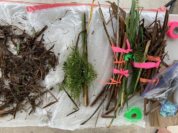 Aboveground vegetation sorted by species into biomass and necromass components.