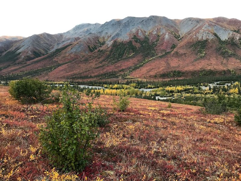 Alder shrubs expanding into graminoid tundra. Coldfoot Valley, Alaska. 2019.