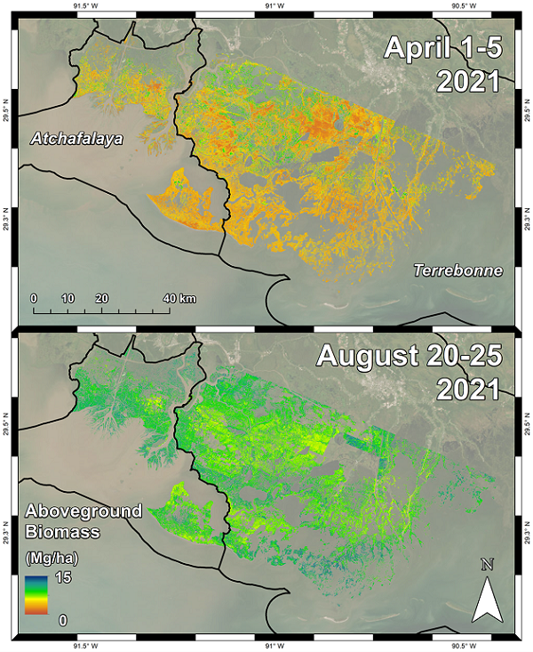 Herbaceous aboveground biomass (megagrams/hectare) product for the Atchafalaya and Terrebonne Basins derived from AVIRIS-NG data collected during the April and August 2021 campaigns.