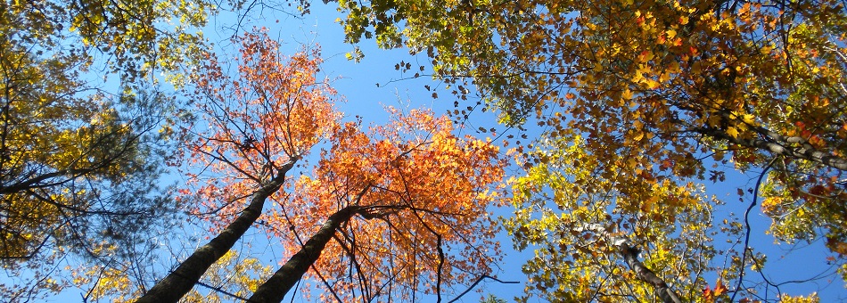 Harvard Forest canopy.