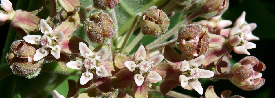 Asclepias syriaca (common milkweed)