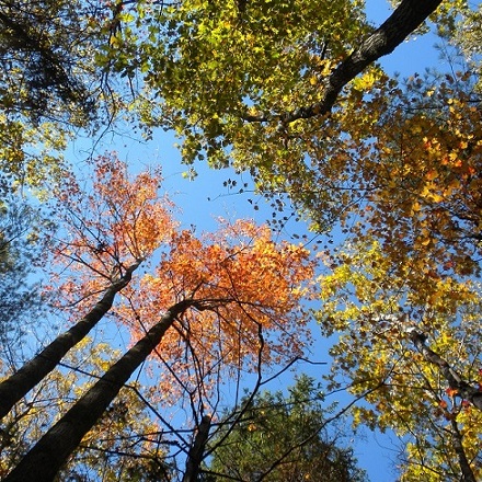 Harvard Forest Canopy