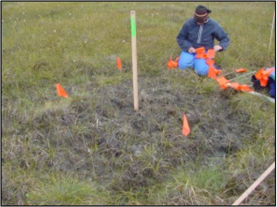Frost-boil vegetation plot at Franklin Bluffs in northern Alaska