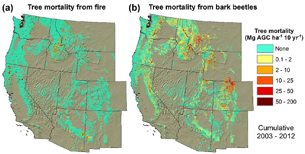 Cumulative tree mortality from forest fires and bark beetles