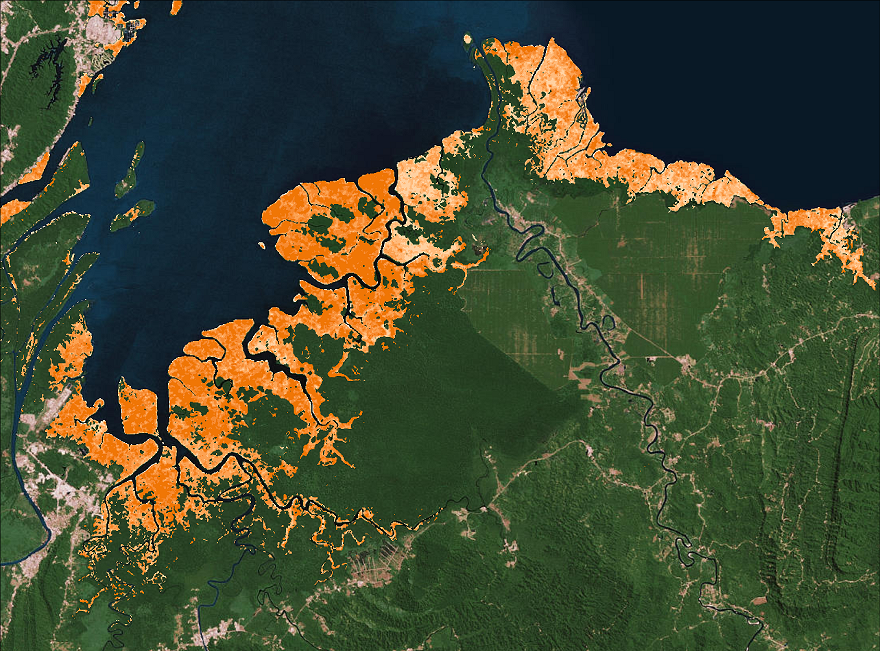 Mangrove cover and height.