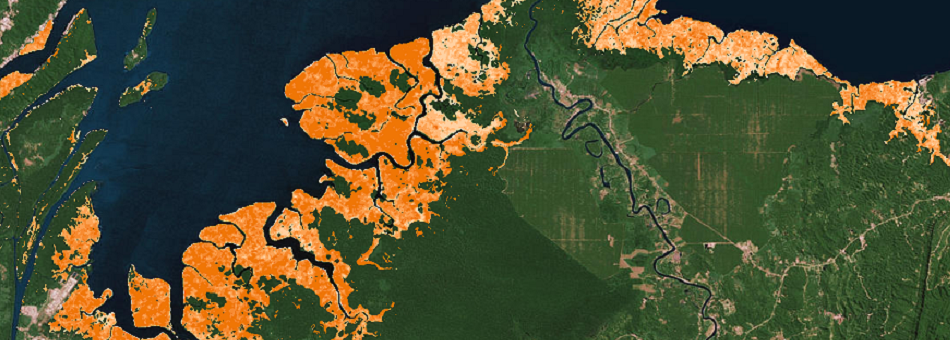 Mangrove cover and height.