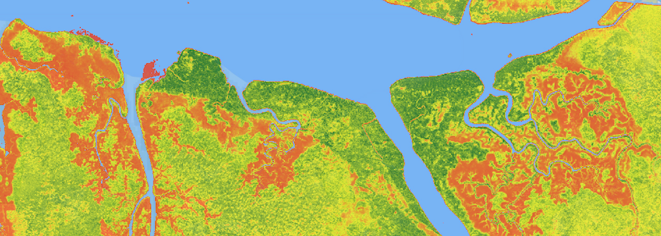 Carbon Storage in Tropical Forests