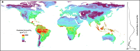 Global map of annual soil respiration.