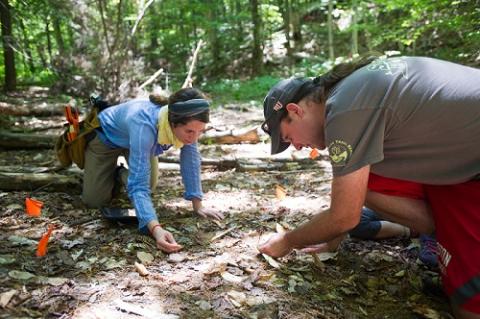 Dr. Istem Fer (L) and Dr. Michael Dietze (R) studying seedlings at the Bartlett Experimental Forest in Bartlett, NH. Photograph by Cydney Scott and courtesy of Dr. Michael Dietze.