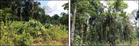 Photos of recovering burned (left) and unburned (right) sampling sites