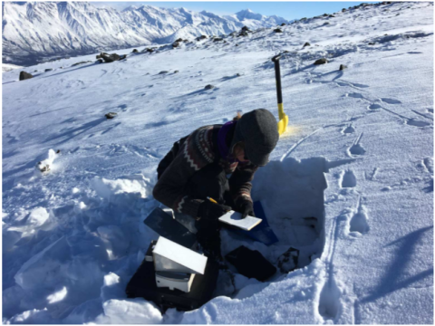 Measurement of snowpack characteristics and track sink depths at a Dall sheep (Ovis dalli dalli) track site in March 2017