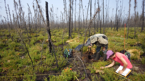 Burn site near Kakisa