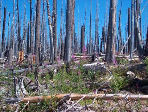 Eleven years after the Charlton Fire in Oregon’s Willamette National Forest, snags are standing and new vegetation is growing. (Courtesy M. Spencer)