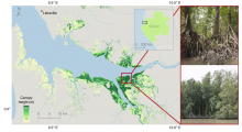 Mangrove forests in coastal Gabon are the tallest globally with forest stands that were estimated up to 63 m. The photo insets show locations where individual trees were measured in situ up to 65 m tall (Simard et al., 2019).