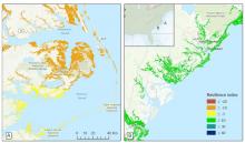 Contrasting levels of resilience of tidal marshes to sea-level rise in eastern North Carolina (A) and coastal South Carolina (B).
