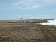 International Tundra EXperiment (ITEX) Barrow study site.