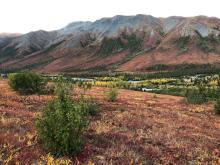 Alder shrubs expanding into graminoid tundra. Coldfoot Valley, Alaska. 2019.