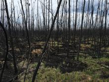 Image of a burned field site.