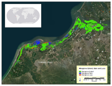 Mangrove extent, gain, and loss.