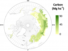 Eurasia boreal forests aboveground carbon estimates