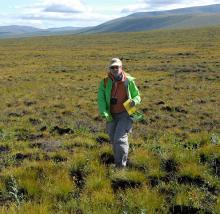 Dr. Nancy French walking a sampling transect at a burn site in Noatak National Preserve in the Alaskan tundra in August 2011. Image courtesy of Dr. Nancy French.