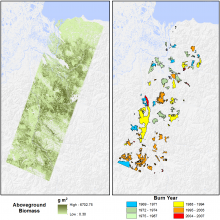 Kolyma River Basin study area maps: (L) Cajander larch aboveground biomass; (R) burn scar perimeters from fires circa 1966-2007 (Berner et al., 2012).