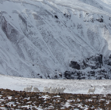 A herd of sheep in Wrangell-St. Elias National Park & Preserve Wrangell-St. Elias National Park & Preserve, Alaska, a study location for the ABoVE field campaign