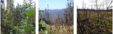 Photos from July 2017 field surveys Forest plots in Tanana, AK