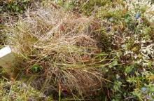 Image of a sampling plot near Eagle Creek, Alaska. Common Garden Ecotype site.