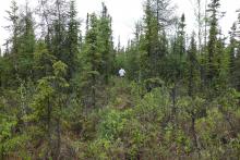 Image of a forested field site. Farmer's Loop Transect 2.
