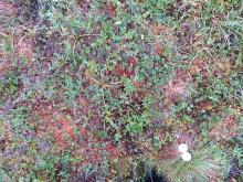 Toolik plot photo.