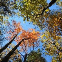 Image of forest canopy. Harvard Forest Canopy