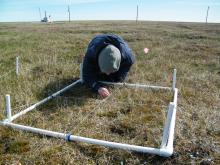 Surveying vegetation Surveying vegetation plots