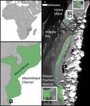 Location of study sites on Inhaca Island (A and B) and Maputo Elephant Reserve (C) in southern Mozambique. From Lagomasino et al. (2015). Location of study sites on Inhaca Island (A and B) and Maputo Elephant Reserve (C) in southern Mozambique. From Lagomasino et al. (2015).