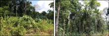Photos show vegetation changes due to burning and recovery of aboveground biomass after burning Photos of recovering burned (left) and unburned (right) sampling sites