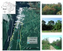 Geographical location of the Tapajos National Forest, PA, Brazil, outlined in yellow.