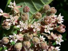 Image of a Asclepias syriaca (common milkweed) flower. Asclepias syriaca (common milkweed)