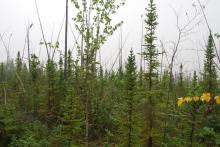 The Fish Creek unburned site, Plot 1 The Fish Creek unburned site, Plot 1