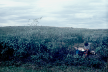 Researcher collects data in Oumalik, Alaska. Vegetation near an abandoned oil well in Oumalik, Alaska.