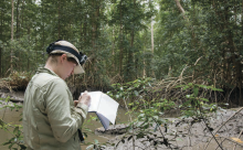 Dr. Laura Duncanson on the ground in the Pongara mangrove forest. A researcher records data on the mangrove forest.