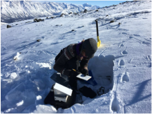 Measurement of snowpack characteristics at a Dall sheep (Ovis dalli dalli) track site in March 2017 Measurement of snowpack characteristics and track sink depths at a Dall sheep (Ovis dalli dalli) track site in March 2017