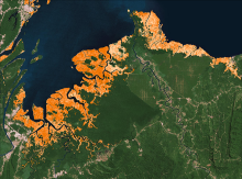 Distribution of mangroves in northern Borneo. Mangrove cover and height.