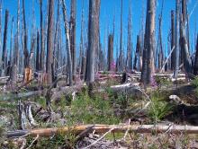 Eleven years after the Charlton Fire in Oregon’s Willamette National Forest, snags are standing and new vegetation is growing. (Courtesy M. Spencer) Eleven years after the Charlton Fire in Oregon’s Willamette National Forest, snags are standing and new vegetation is growing. (Courtesy M. Spencer)